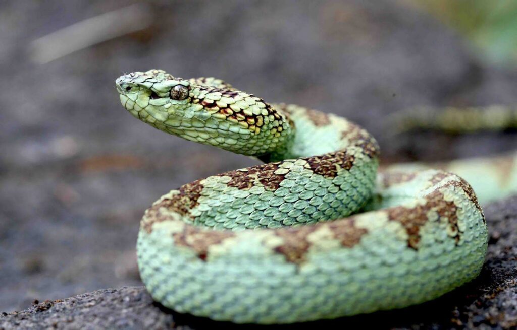 Seeing a Snake in a Dream: Islamic Interpretation
